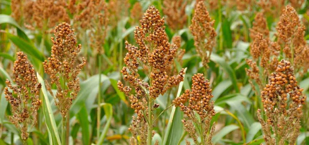 sorghum