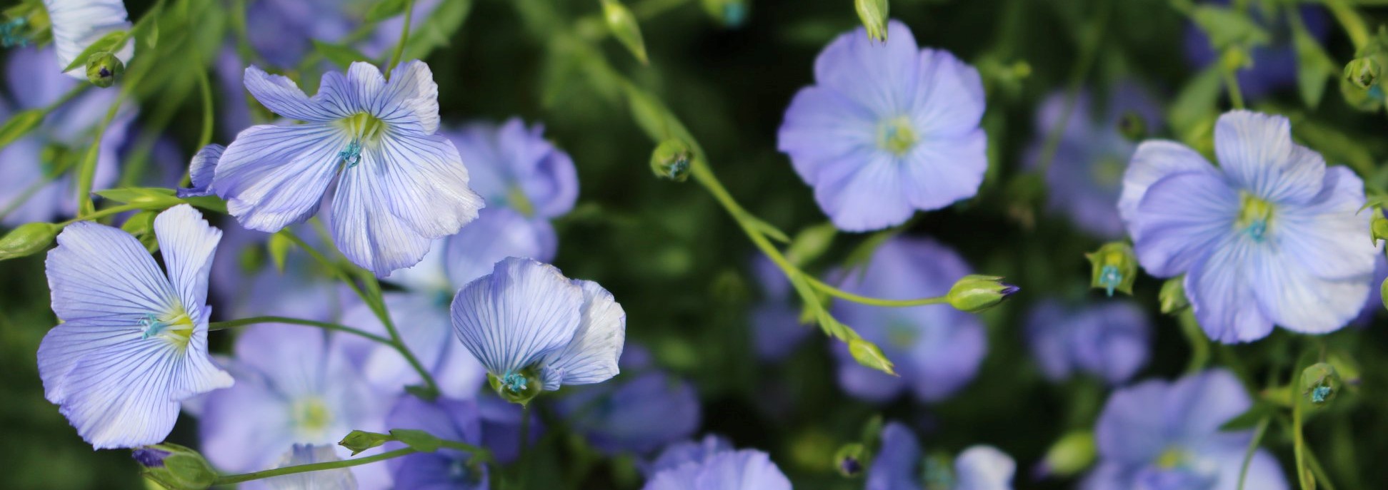 flax