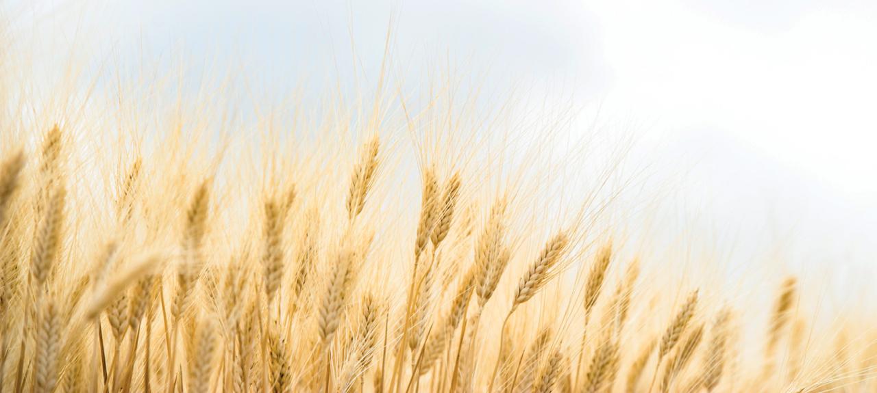 Durum Wheat