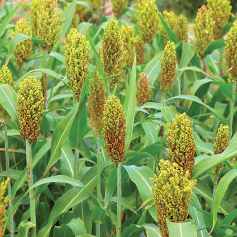 sorghum