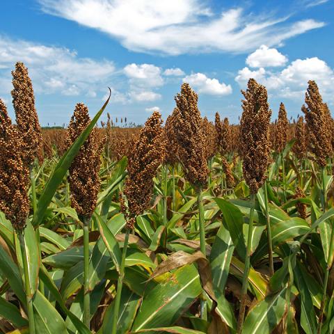 sorghum